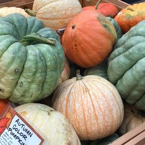 Meet your Posher, Halle